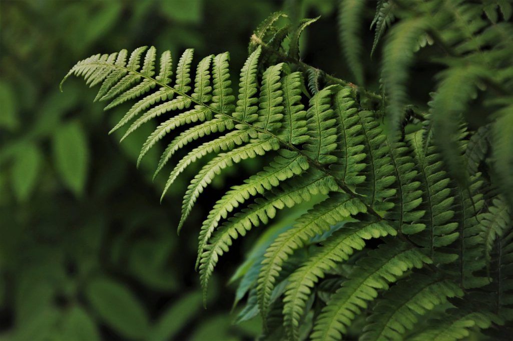 Kapitel "Natura" Natur